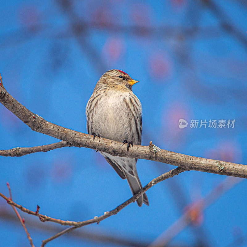 燃烧的sizerin或sizerin cabaret (Acanthis flammea, Carduelis flammea)，共同的Redpoll。